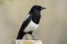 Black Billed Magpie Also Called American Magpie Bird Perched On Fence Post