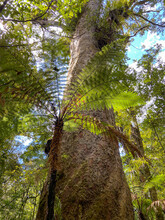 Large Tree Trunk Of Kauri Trees, Trounson Kauri Park, New Zealand