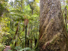 Large Tree Trunk Of Kauri Tree, Trounson Kauri Park, New Zealand
