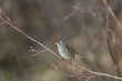 © Scalia Media - A small grey, brown adn white Chickadee bird seen in the boreal forest of northern Canada during springtime. Standing on branches in tree.