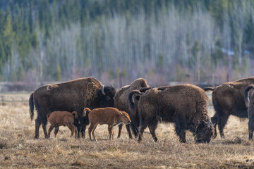 small herd of wild bison standing in field, pasture of northern canada. adults along with young calf