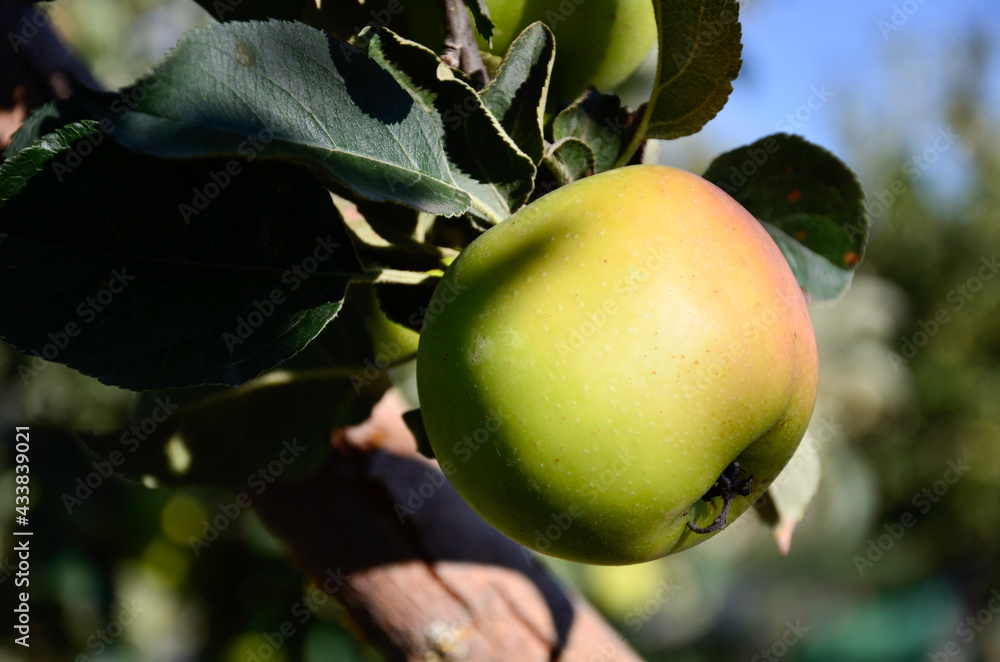 manzana en el arbol manzano Stock