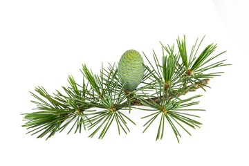 cedrus deodara twig with cone
