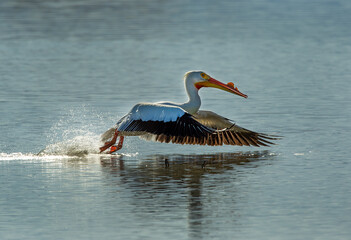 Sticker - White pelican cleared for takeoff