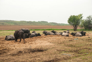 Wall Mural - Water buffalo herd  grazing in country farm