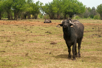 Wall Mural - Water buffalo herd  grazing in country farm