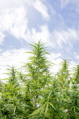 A Marijuana plant grow on the in Thailand very high plant about 3 meter high on a blue sky with 2 clouds on the sides, its an oily plant for making Jarhass and smoke it