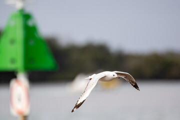 Silver seagull fling with wings down