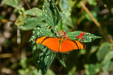 Wall Mural - Orange and black butterfly perched on a flowering tree.