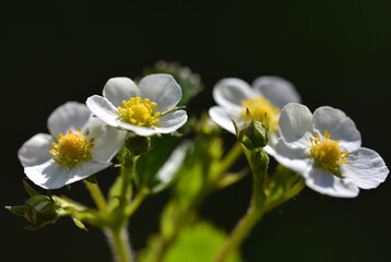 Wall Mural - Wild strawberry flowers on a black background. Spring season.