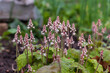 Pyrola minor l, lesser wintergreen flower with pink and white tall blossoms and green leaves. Blurred background with more garden flowers.