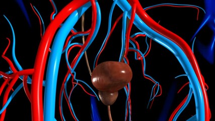 Wall Mural - Human Urinary System Kidneys with Bladder Anatomy For Medical Concept 3D