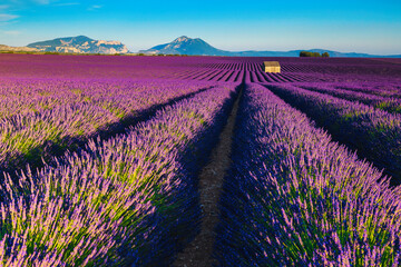 Wall Mural - Beautiful scenery with purple lavender plantations, Valensole, Provence, France