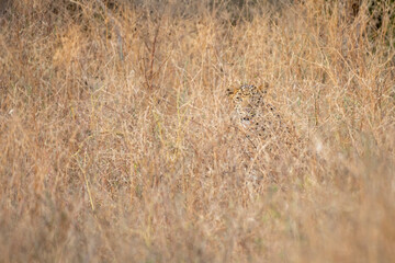 Wall Mural - Indian leopard or panther camouflage in grass at ranthambore national park india