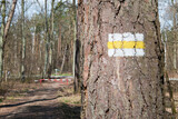 Fototapeta  - Żółty szlak turystyczny w lesie