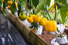 Vegetables Farm Background Of Capsicum Annuum Yellow Sweet Pepper Group With Water Drops Hanging On Vine Of Tree