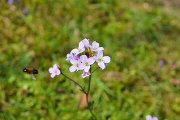 Isolated European spring flowers known as Cuckooflowers  scientific name Cardamine pratensis