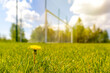 Blooming dandelion on grass of soccer or football field