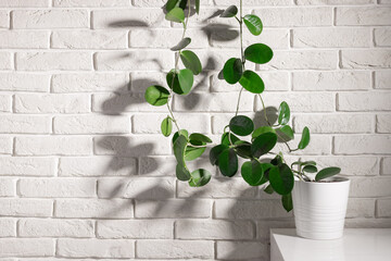 Houseplant Hoya against white brick wall in sunlight with long shadows. Potted plant in inderior, natural home decoration. Place for text or design