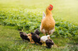 Happy Free Range chicken - Hen with Chicks Eating in a Meadow on Organic Farm