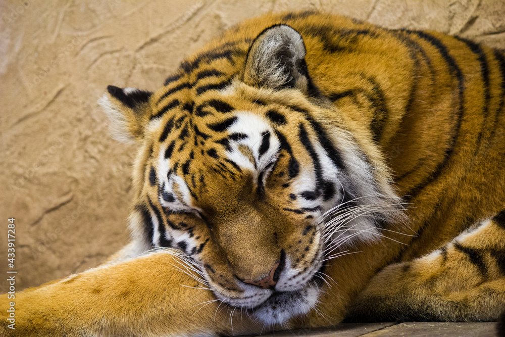 Śpiący Tygrys Syberyjski - obrazy, fototapety, plakaty 