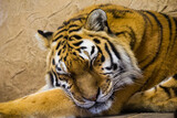 Śpiący Tygrys Syberyjski