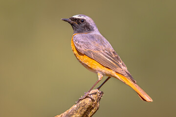 Wall Mural - Common redstart perched on branch of tree