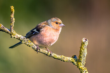 Canvas Print - Male common chaffinch bird portrait