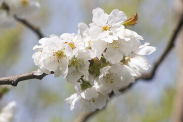 Sticker - White flowers of cherry tree