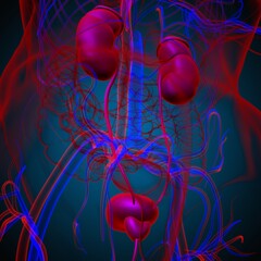 Wall Mural - Human Urinary System Kidneys with Bladder Anatomy For Medical Concept 3D