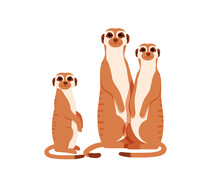 Group Of Meerkats. Vector Illustration.