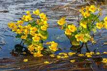 Caltha Palustris, Known As Marsh Marigold. Yellow Flowers Grow In Water.