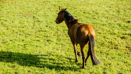 A brown beautiful horse running on the grass