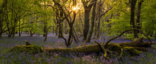 Sun Setting Through The Trees In Bluebell Woodland On The Low Weald Polegate East Sussex South East England
