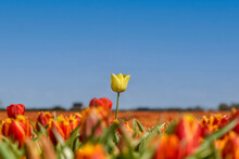 Julianadorp, The Netherlands. May 7, 2021. One Of A Kind. A Close Up Of A Yellow Tulip Amongst A Field Of Orange Tulips Near Julianadorp.