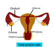 © Tanan - 3d illustration, female reproductive system on white background