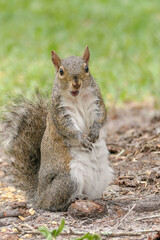 Poster - surprised squirrel