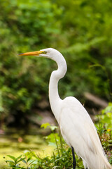 Canvas Print - White heron