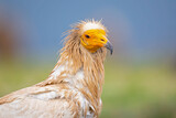 Fototapeta Zwierzęta - A portrait of a Egyptian vulture (Neophron percnopterus) foraging in the Spanisch Pyrenees mountains.
