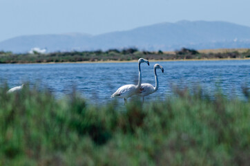 Sticker - couple of flamingo bird on lake 