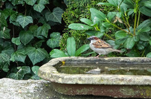 Close Up On A Cute Little Sparrow Bathing And Having Fun In A Bird Bath On A Sunny Day In Summer.