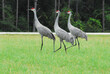 BIRDS- Florida- Close Up of Three Wild Sandhill Cranes Walking in a Field