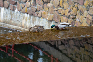 Duck and drake feed at the edge of a waterfall in a city park. The birds obtain food by plunging their beaks into the stream of water at the edge of the falls.