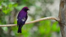 This Video Shows A Stunning Violet-Backed Starling (Cinnyricinclus Leucogaster) Bird Flying Off In Slow Motion.