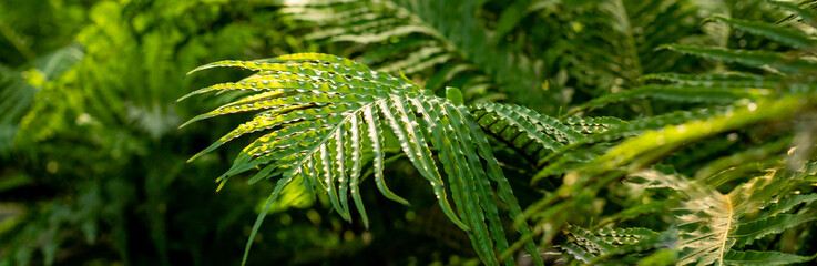 Wall Mural - variety of green ferns.fern in tropical forest .natural green tropical texture of diffrent bright gr