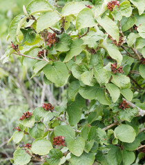 Poster - Viburnum carlesii |  Korea-Schneebal. Kleine Strauch aus Korea mit spitz zulaufenden Blättern mit einem fein gesägten Blattrand und dunkelbraune unreife Früchte