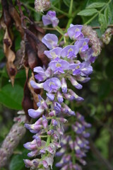 Wall Mural - Wisteria