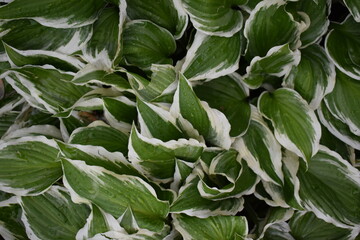 Poster - Raindrops on Hosta Leaves