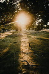 Wall Mural - Colorful summer forest with warm sunset light coming into the forest with tree silhouettes and relax natural scenery. Warm vibes in the spring nature woodland