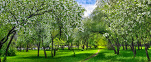 Narrow Path In Park Among Lushly Blooming White Spring Apple And Bird Cherry Trees - Spring Panorama Of City Landscape On Bright Sunny Day Play Of Light And Shadow, White Clouds Of Spring Flowers